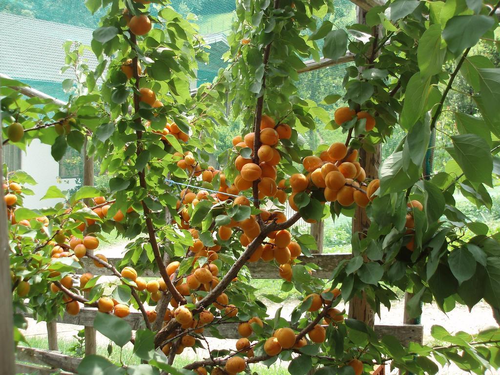 Tinnerhof Appiano Sulla Strada Del Vino Esterno foto